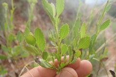 Senecio microglossus
