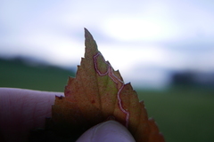 Stigmella splendidissimella