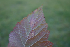 Stigmella splendidissimella