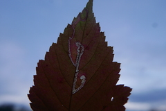 Stigmella splendidissimella