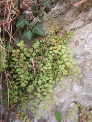 Adiantum capillus-veneris