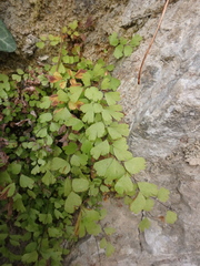 Adiantum capillus-veneris