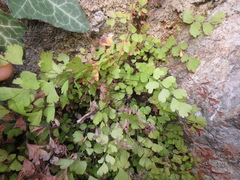 Adiantum capillus-veneris