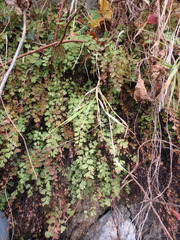 Adiantum capillus-veneris