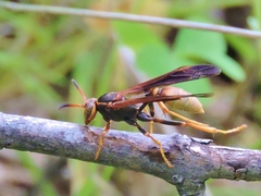 Mischocyttarus navajo