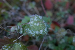 Neoerysiphe galeopsidis