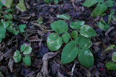 Phytomyza pubicornis