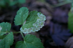 Phytomyza pubicornis