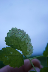 Phytomyza pubicornis