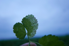 Phytomyza pubicornis