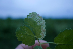 Phytomyza pubicornis