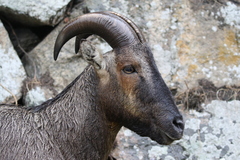 Nilgiritragus hylocrius