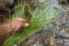 Isolepis fluitans