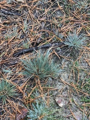 Corynephorus canescens