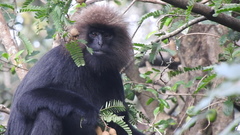 Semnopithecus johnii