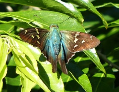 Urbanus proteus proteus
