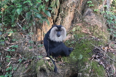 Macaca silenus