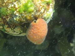 Alcyonidium nodosum