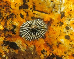 Siphonaria serrata image