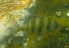 Diplodus hottentotus