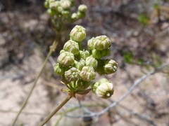 Lichtensteinia obscura