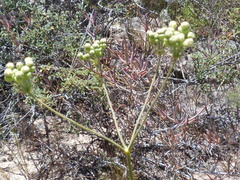 Lichtensteinia obscura