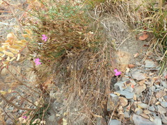 Dianthus acantholimonoides