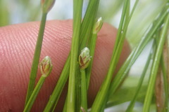 Isolepis fluitans