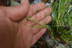 Isolepis fluitans