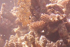 Pycnochromis dimidiatus