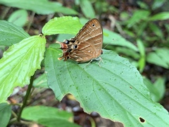 Saribia