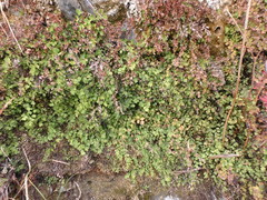 Adiantum capillus-veneris