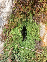 Adiantum capillus-veneris