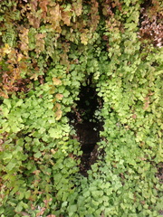 Adiantum capillus-veneris