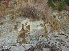 Adiantum capillus-veneris