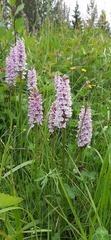 Dactylorhiza maculata maculata