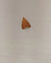 Ecpyrrhorrhoe damastesalis