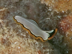 Pseudoceros contrarius