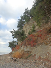 Phragmites australis