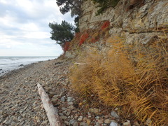Phragmites australis