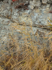 Phragmites australis