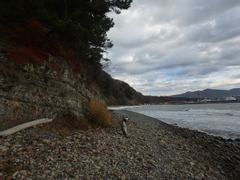Phragmites australis