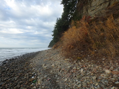Phragmites australis