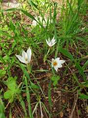 Crocus hyemalis