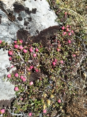 Cotoneaster microphyllus