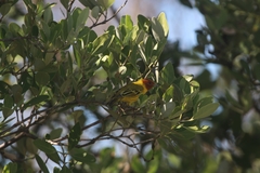 Setophaga petechia bryanti