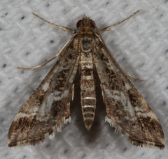 Diasemiopsis leodocusalis