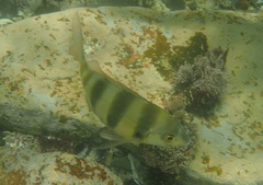 Diplodus hottentotus