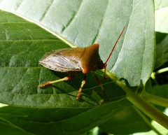 Peromatus sulcifer