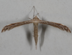 Lioptilodes albistriolatus